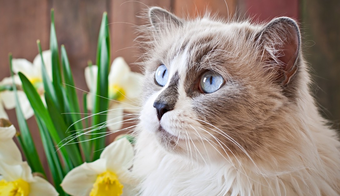 Meet the Ragdoll: Your Floppy Feline Friend